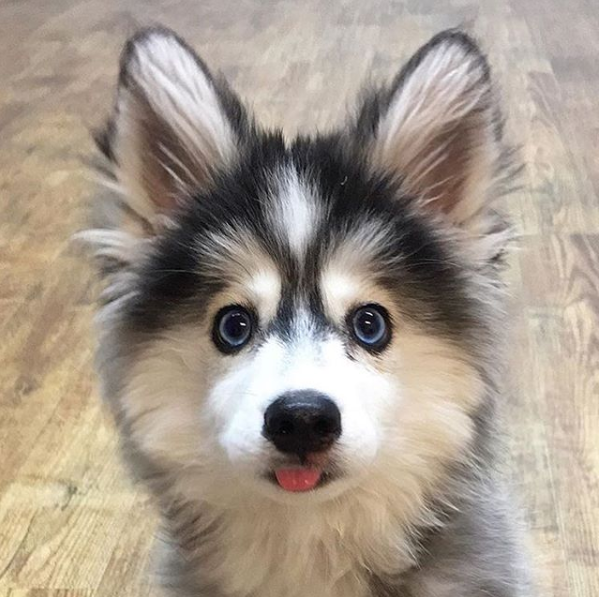 Animais, Cachorro mais fofo, Cachorrinhos fofinhos