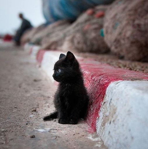 100 fotos de gatinhos para você se apaixonar