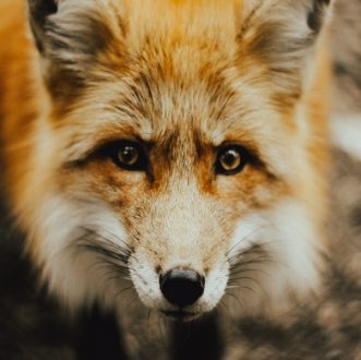 Galeria de fotos reúne imagens de raposas fofas