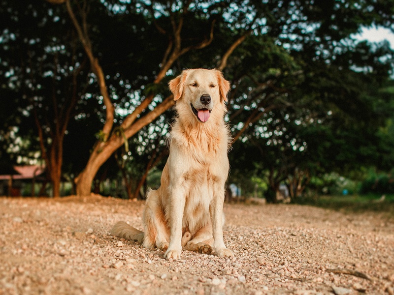 Dona tira fotos engraçadas de cachorros e faz sucesso no Instagram