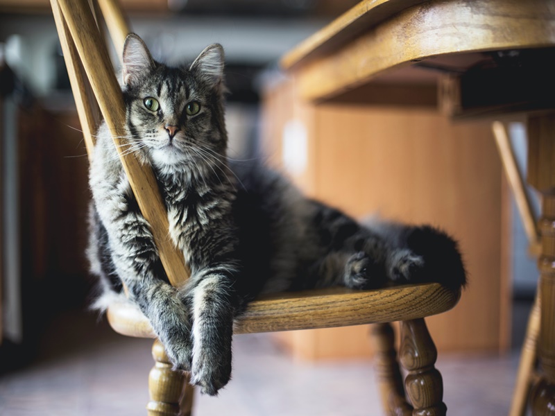 veja 30 fotos de gatos em lugares inusitados