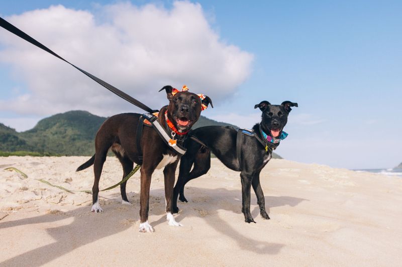 Dia do Vira-Lata: conheça cães que viraram influenciadores
