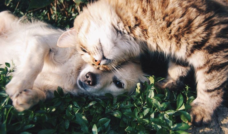 Raiva canina e felina: aprenda como prevenir essa doença em seus pets