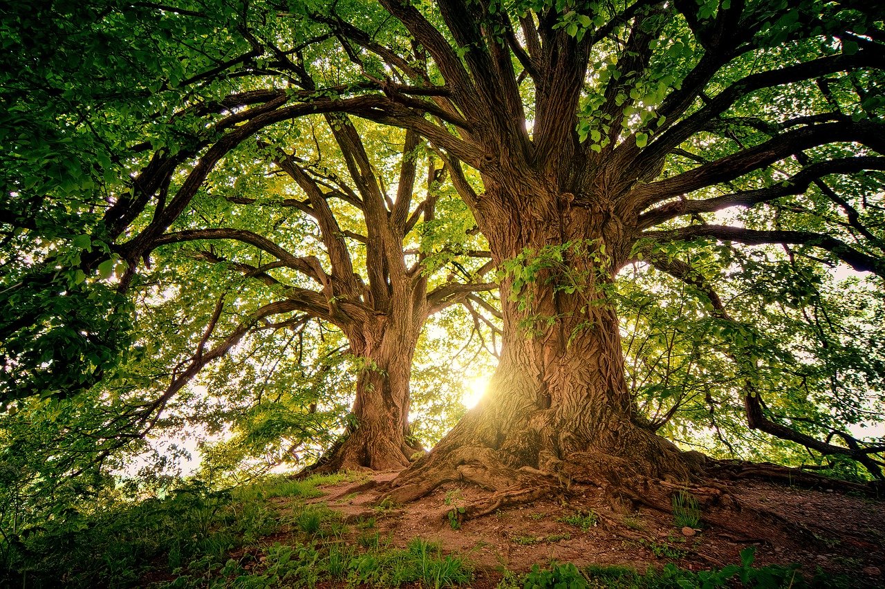 Série de vídeos retrata a coexistência de saberes ancestrais, científicos e artísticos