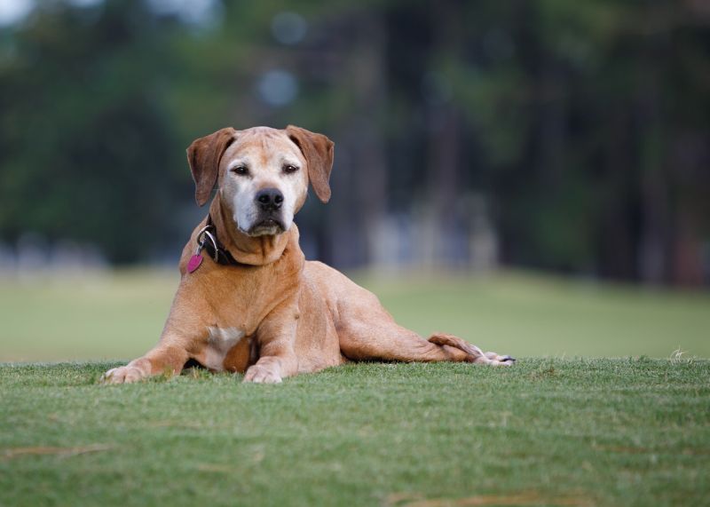 6 dicas de cuidados com os animais idosos