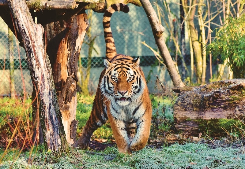 O jogo do tigre é o slot mais popular do Brasil