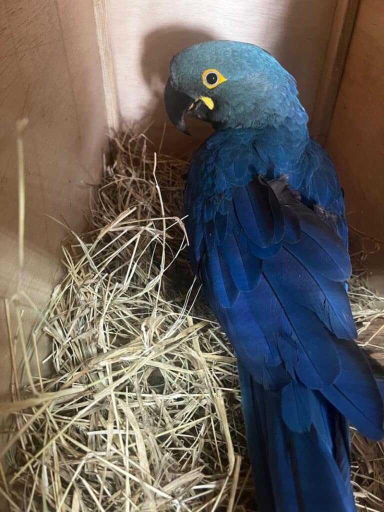 Lídia: arara-azul-de-lear nascida em São Paulo vai voar livre na Caatinga