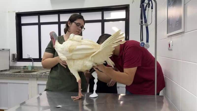 Peru Roberto, com pata amputada, ganha prótese 3D